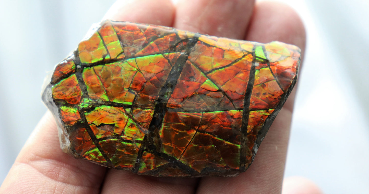 18) Ammolite Crystal Gemstone Canada ~ Opal Ammonite Fossil