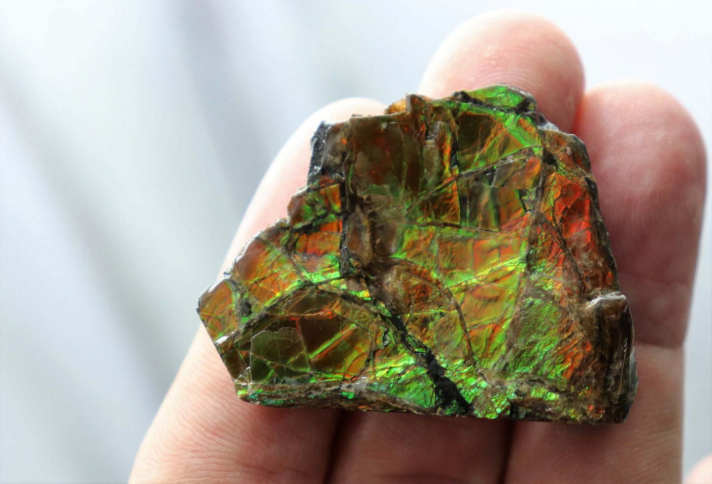 22) Large Ammolite Crystal Gemstone Canada ~ Opal Ammonite Fossil