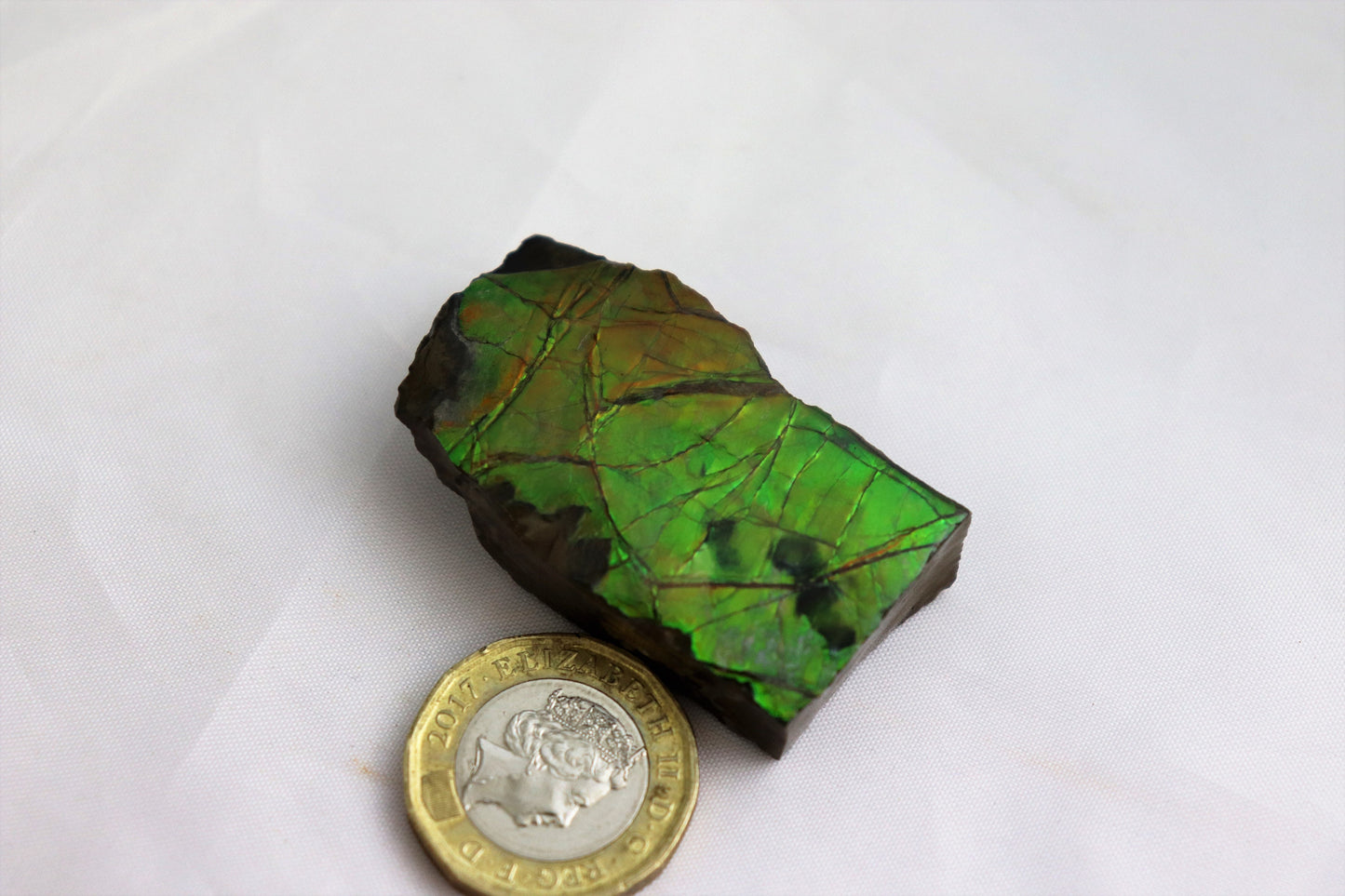 17) Large Ammolite Crystal Gemstone Canada ~ Opal Ammonite Fossil