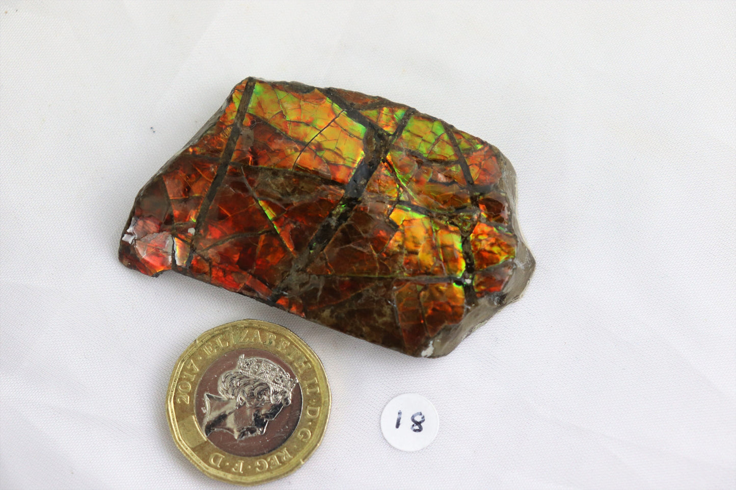 18) Ammolite Crystal Gemstone Canada ~ Opal Ammonite Fossil