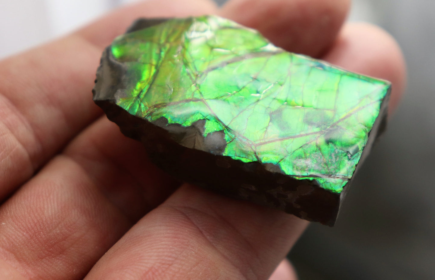 17) Large Ammolite Crystal Gemstone Canada ~ Opal Ammonite Fossil