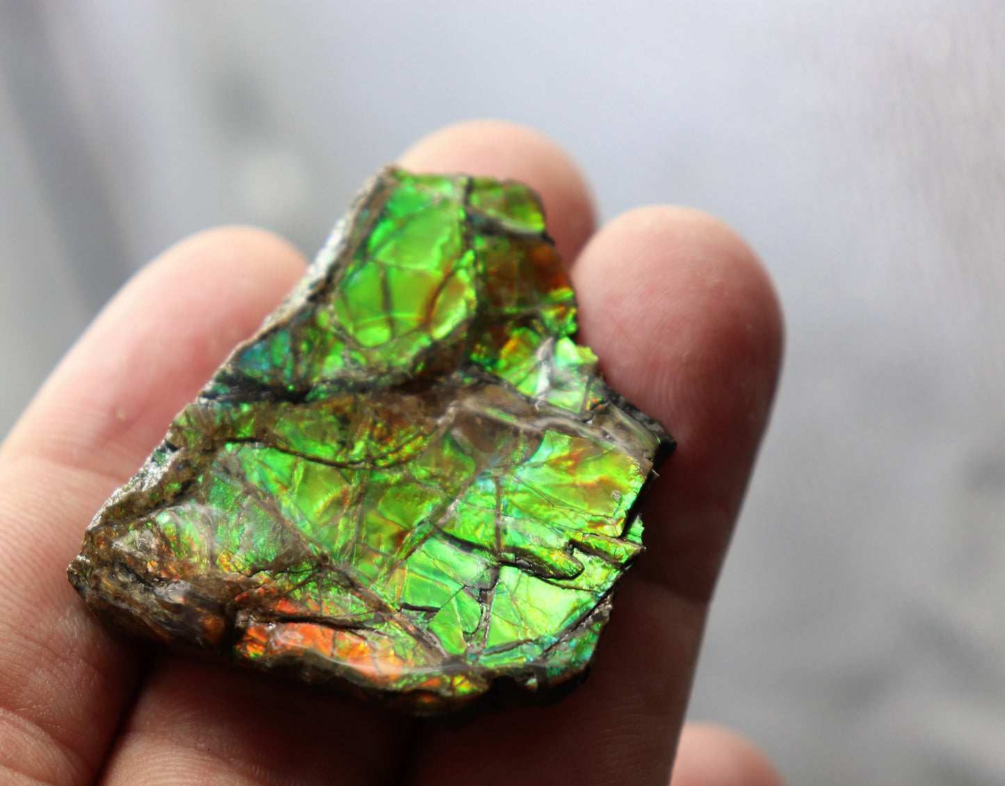 22) Large Ammolite Crystal Gemstone Canada ~ Opal Ammonite Fossil