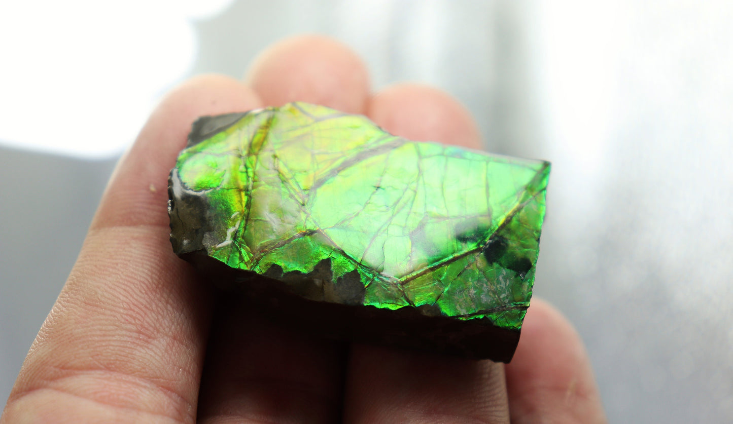17) Large Ammolite Crystal Gemstone Canada ~ Opal Ammonite Fossil