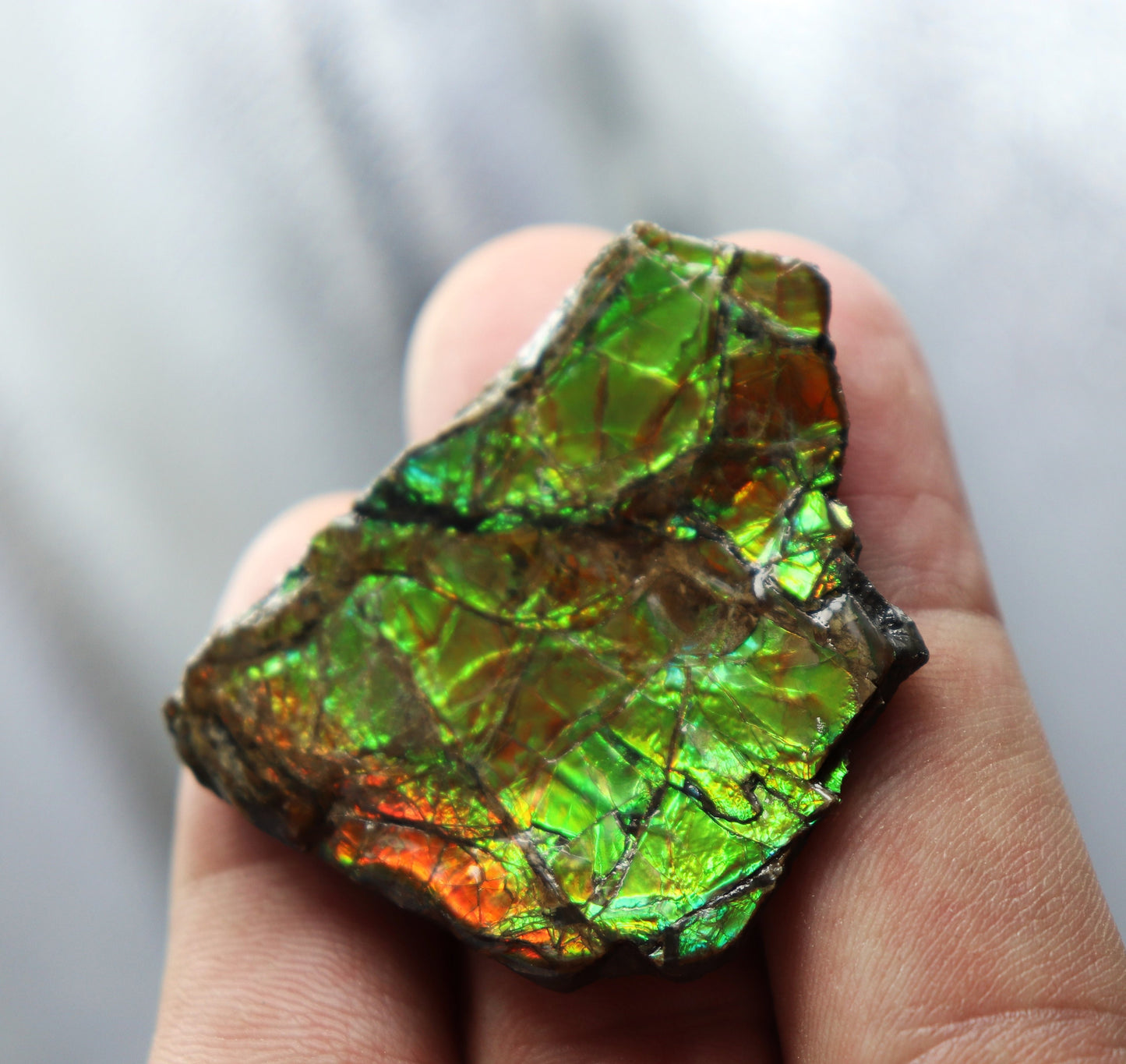 22) Large Ammolite Crystal Gemstone Canada ~ Opal Ammonite Fossil
