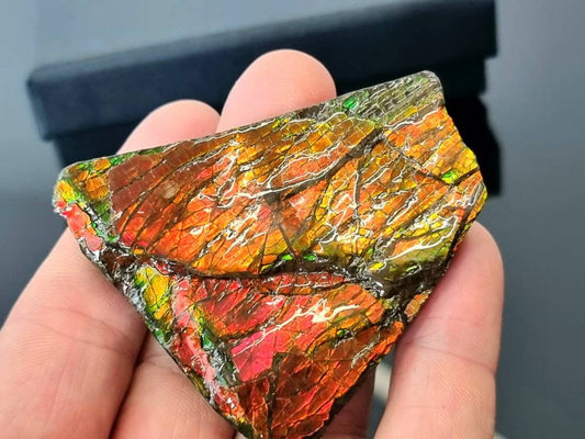 Ammolite Crystal Gemstone