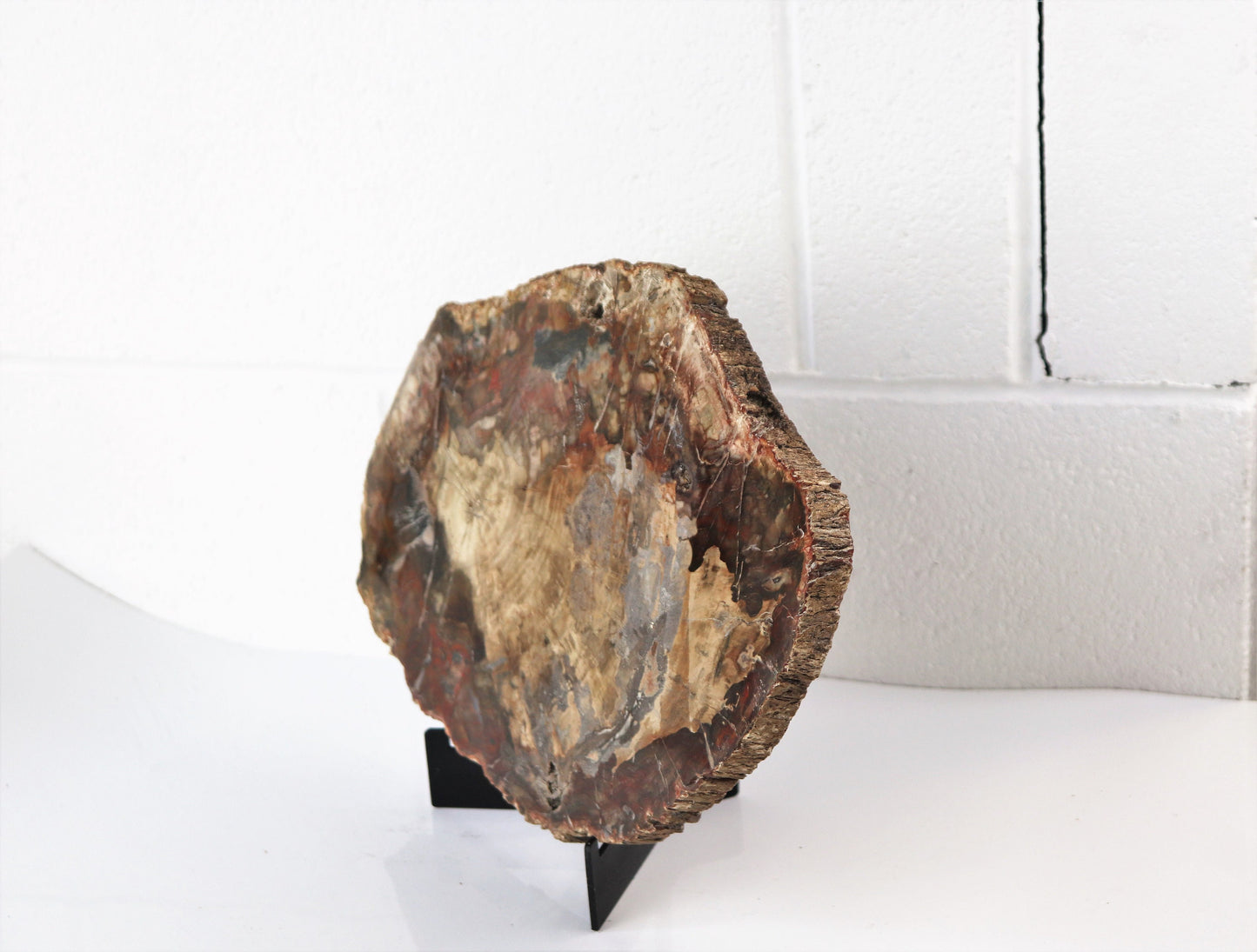 9) Extra Large Fossil Wood Slice - Petrified Wood - Madagascar