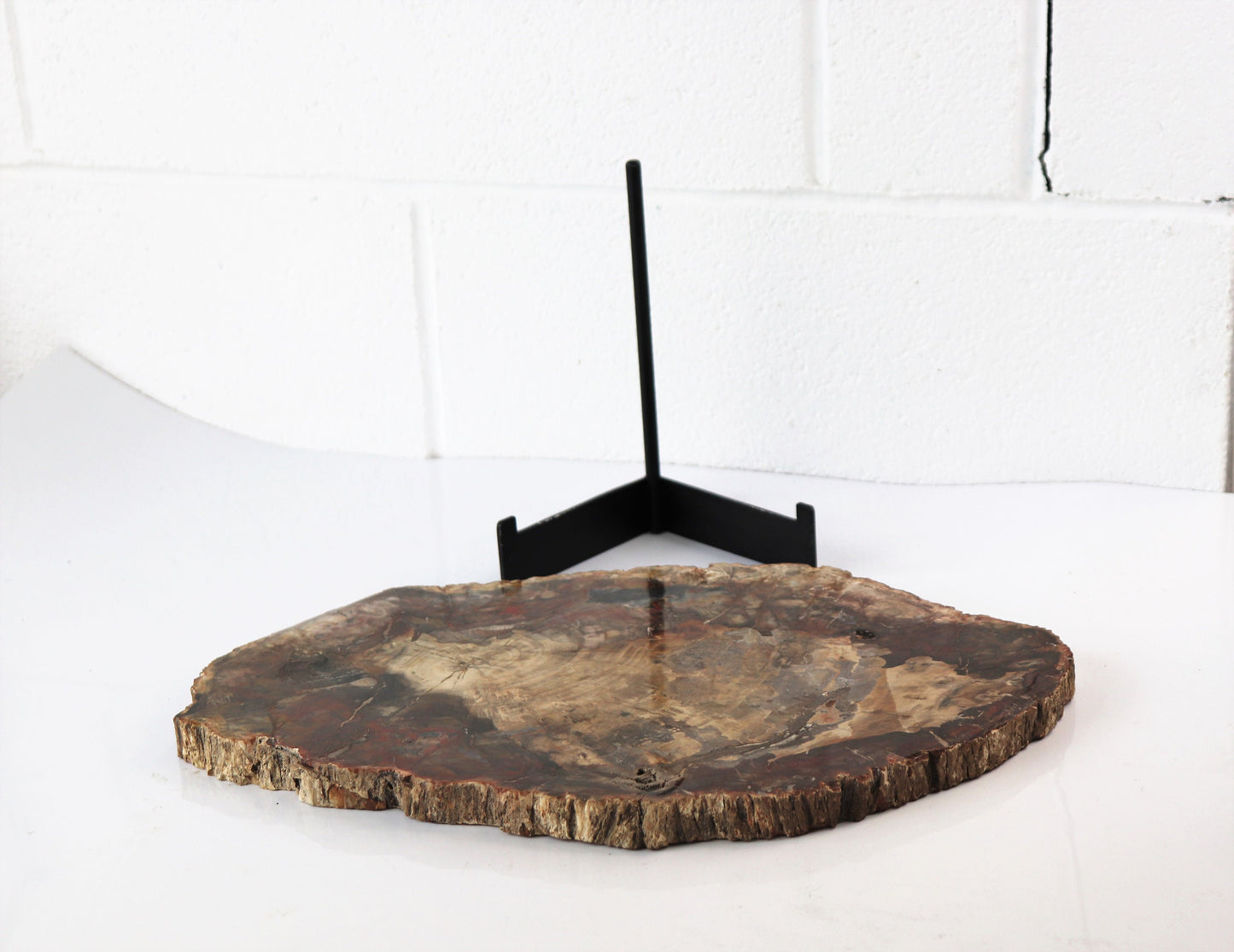 9) Extra Large Fossil Wood Slice - Petrified Wood - Madagascar