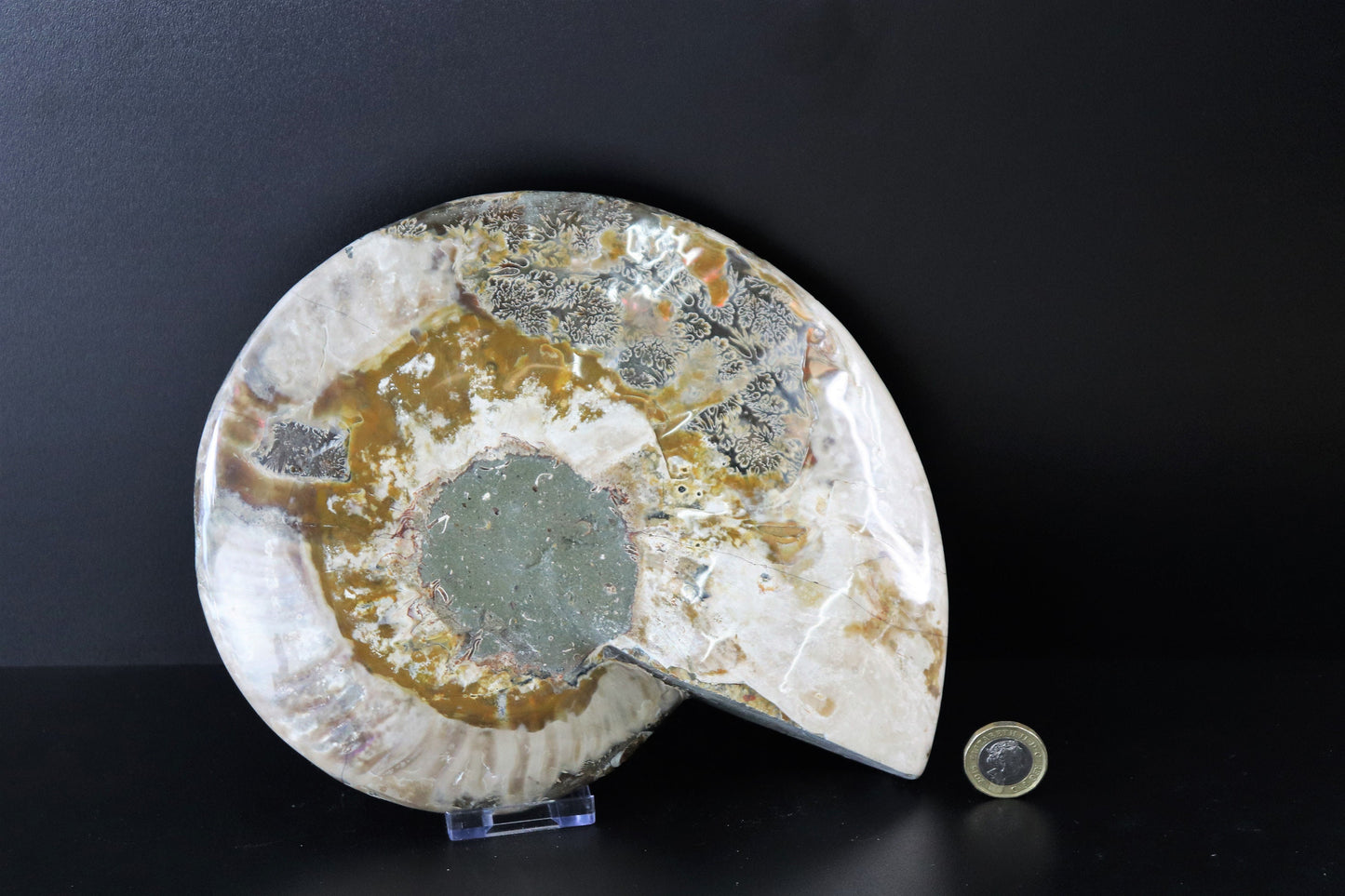 26) Large Ammonite Fossil Cleoniceras Deep Polished