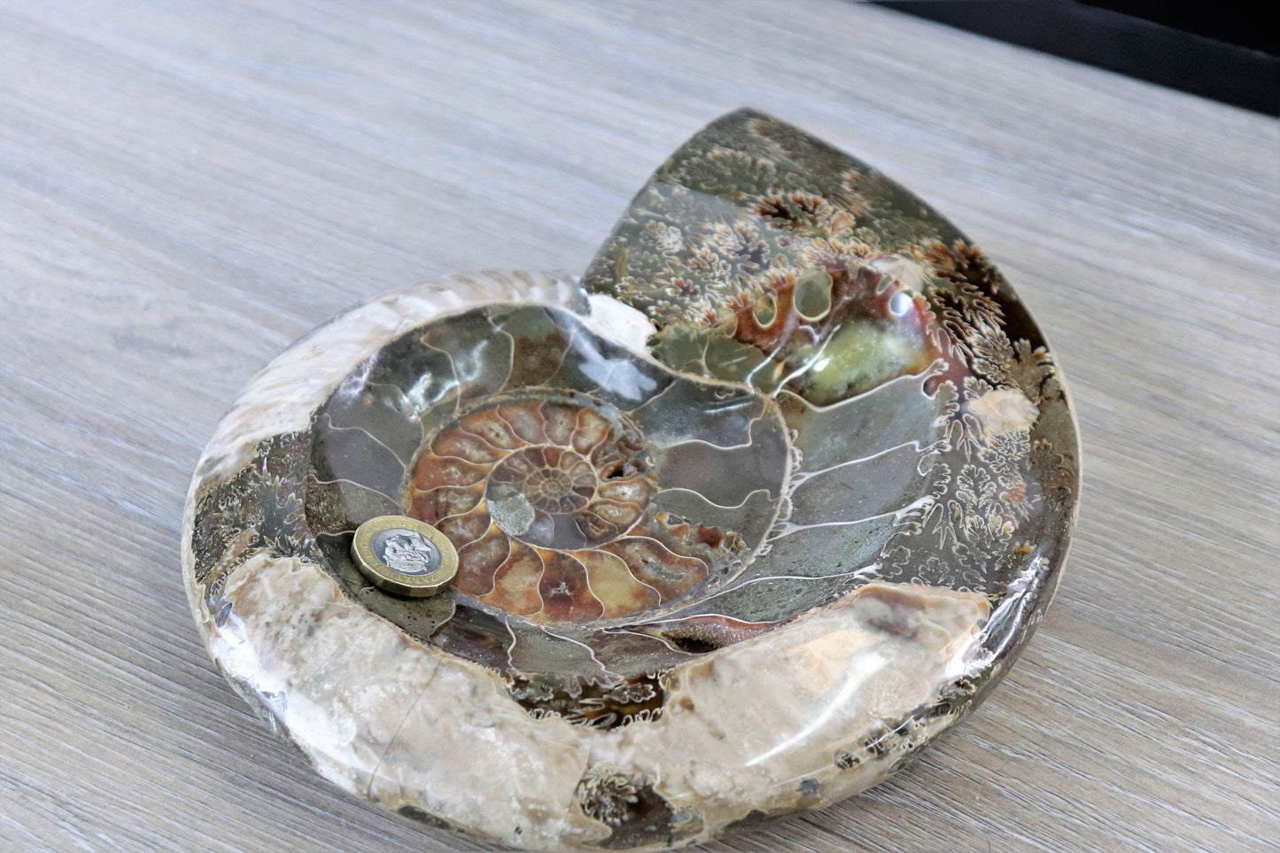 26) Large Ammonite Fossil Cleoniceras Deep Polished