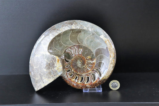 25) Large Ammonite Fossil Cleoniceras Deep Polished