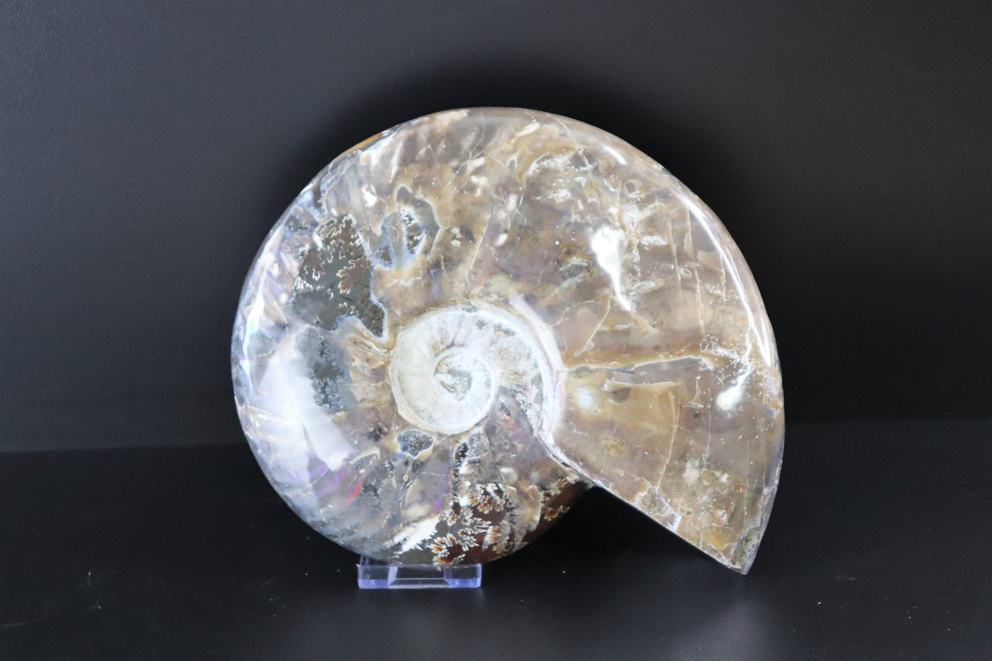 23) Large Ammonite Fossil Cleoniceras Deep Polished