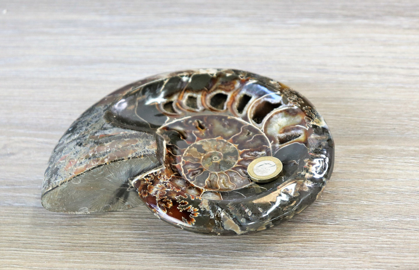 23) Large Ammonite Fossil Cleoniceras Deep Polished