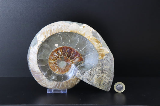 21) Large Ammonite Fossil Cleoniceras Deep Polished