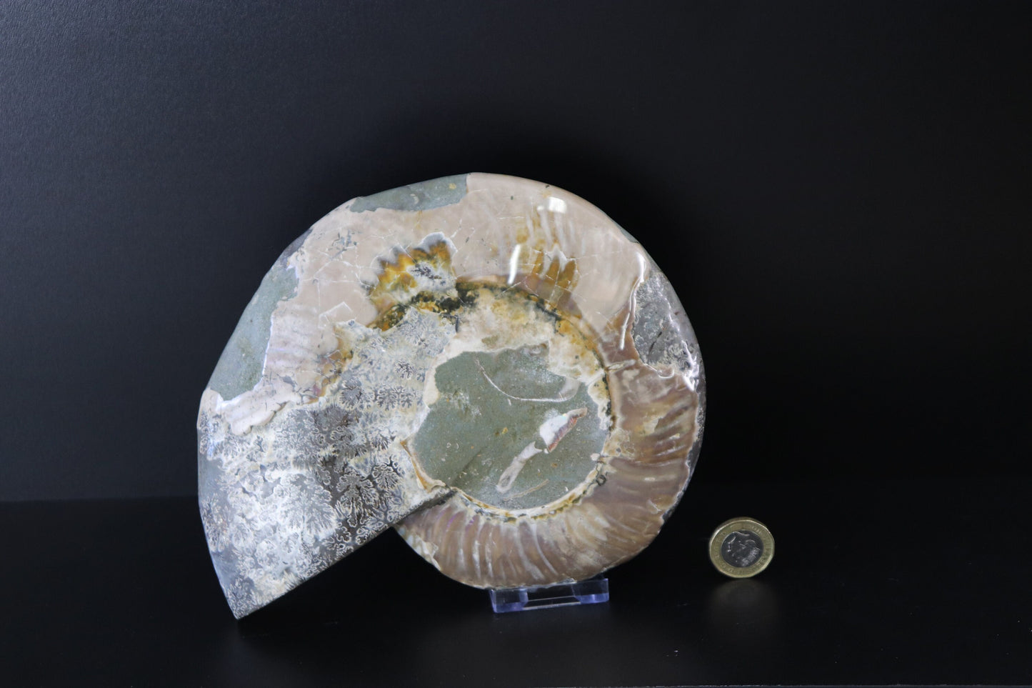 21) Large Ammonite Fossil Cleoniceras Deep Polished