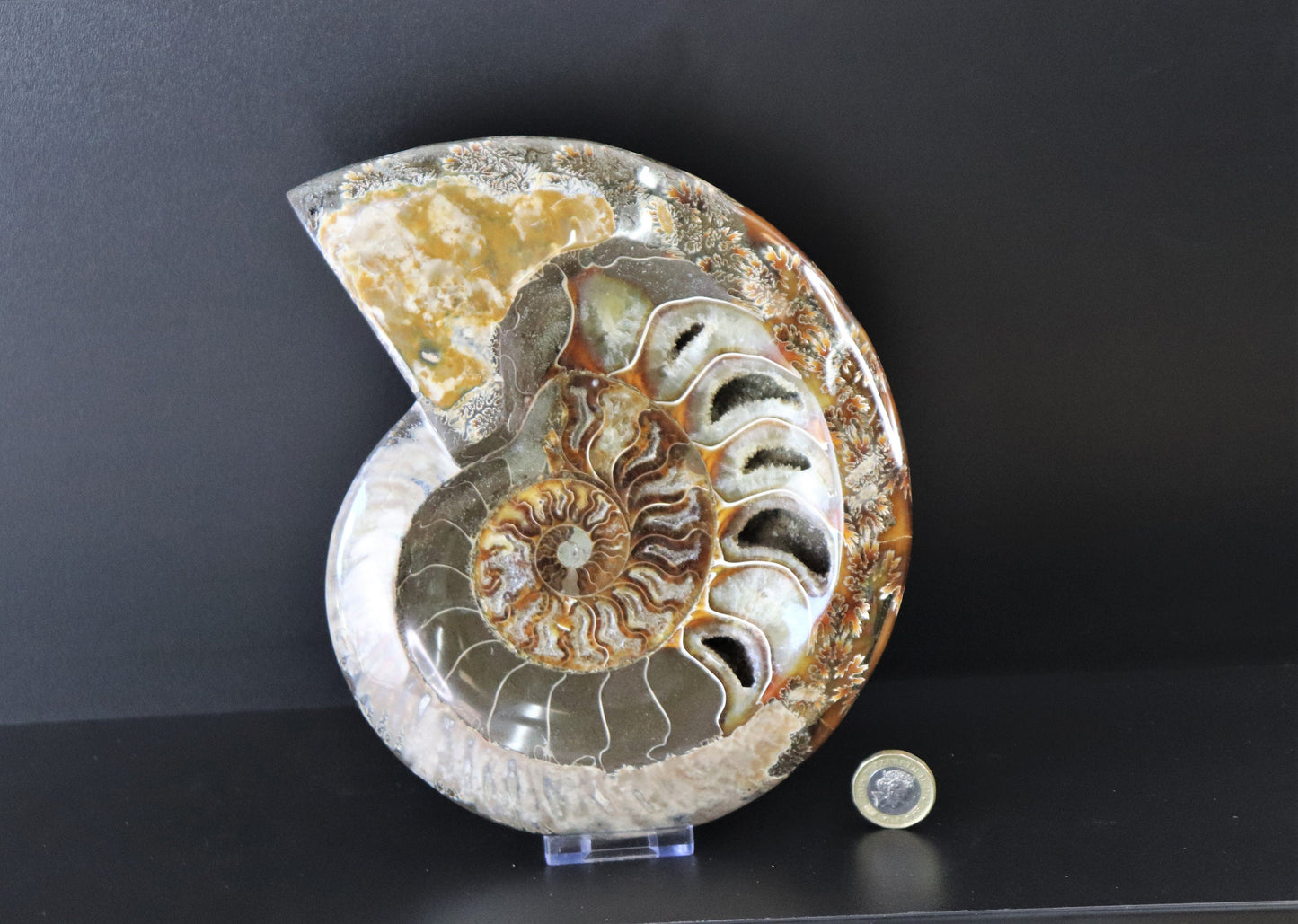 18) Large Ammonite Fossil Cleoniceras Deep Polished