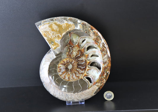 18) Large Ammonite Fossil Cleoniceras Deep Polished