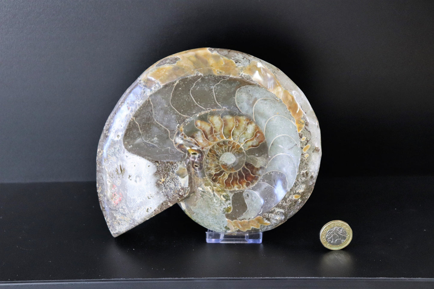 17) Large Ammonite Fossil Cleoniceras Deep Polished