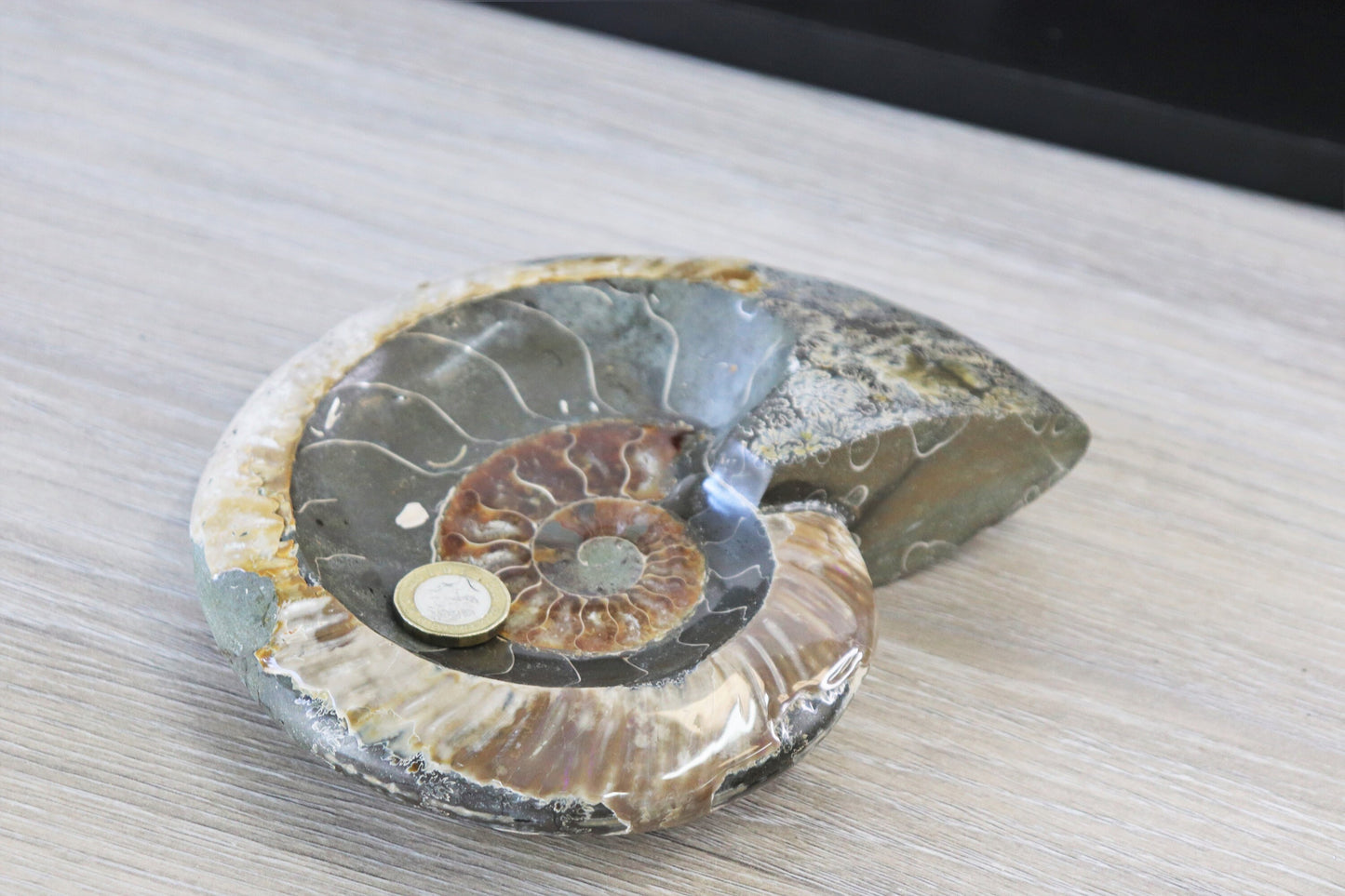 21) Large Ammonite Fossil Cleoniceras Deep Polished