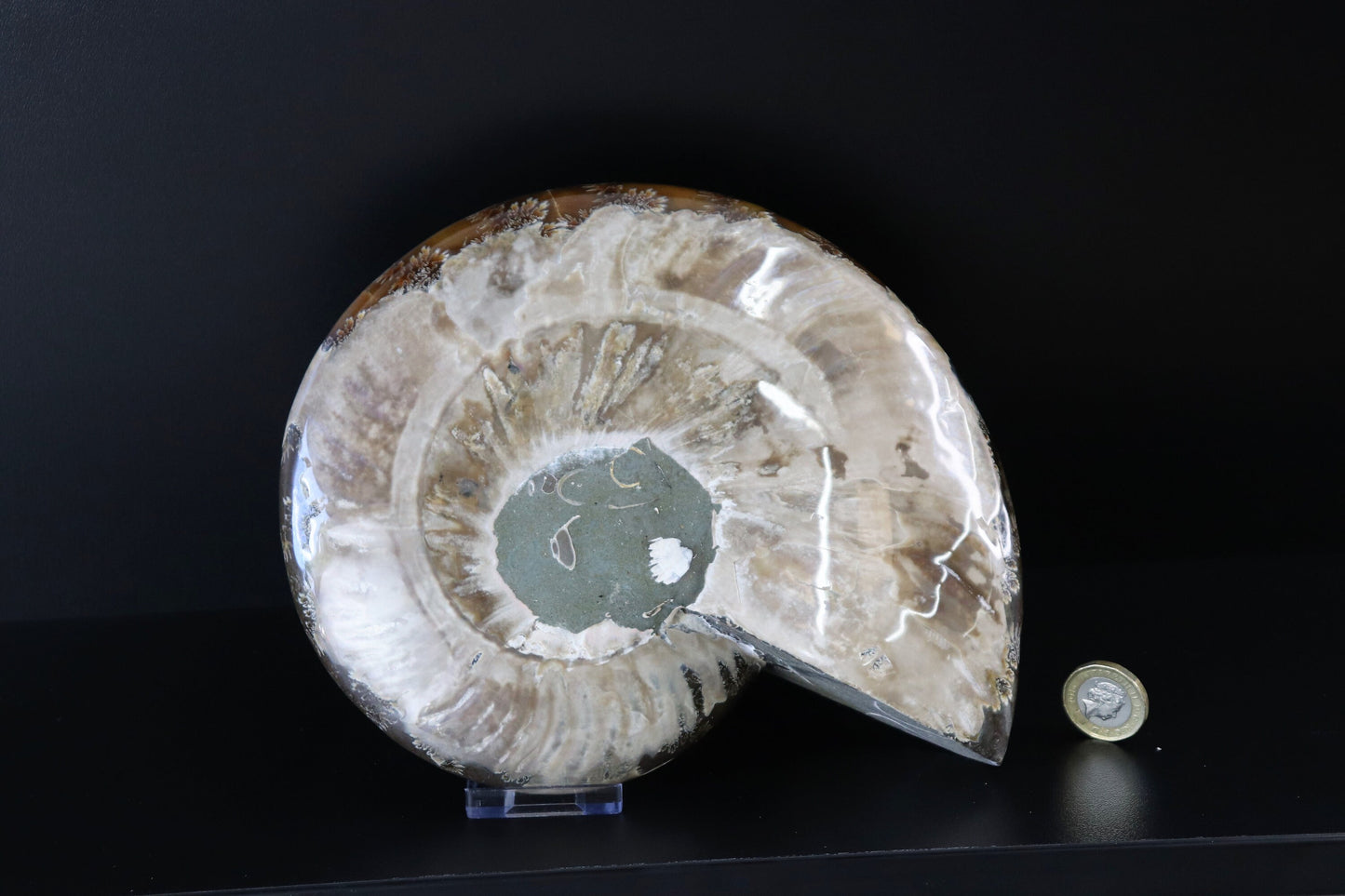 18) Large Ammonite Fossil Cleoniceras Deep Polished