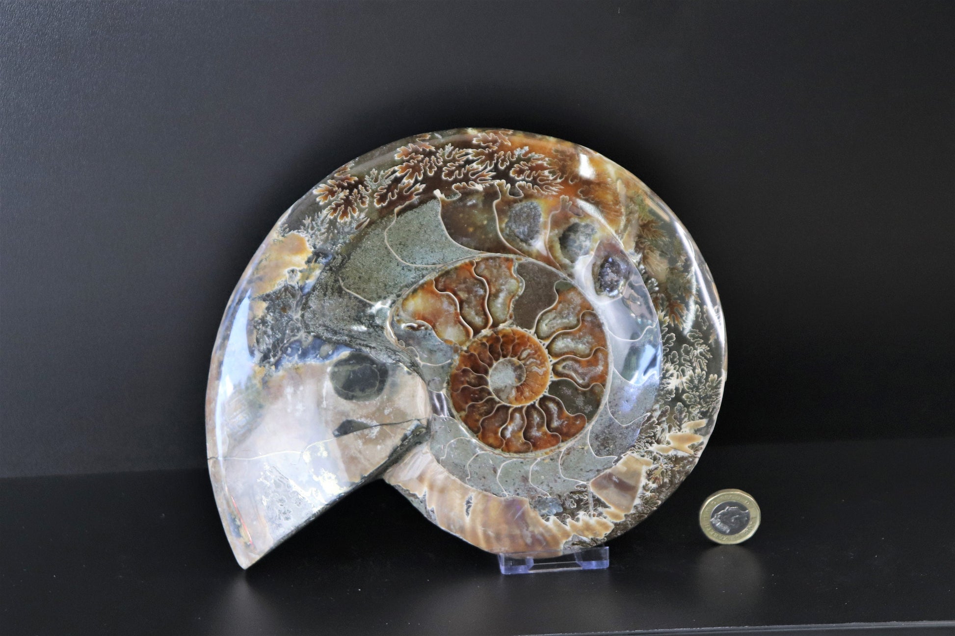 Ammonite Fossil Cleoniceras Deep Polished