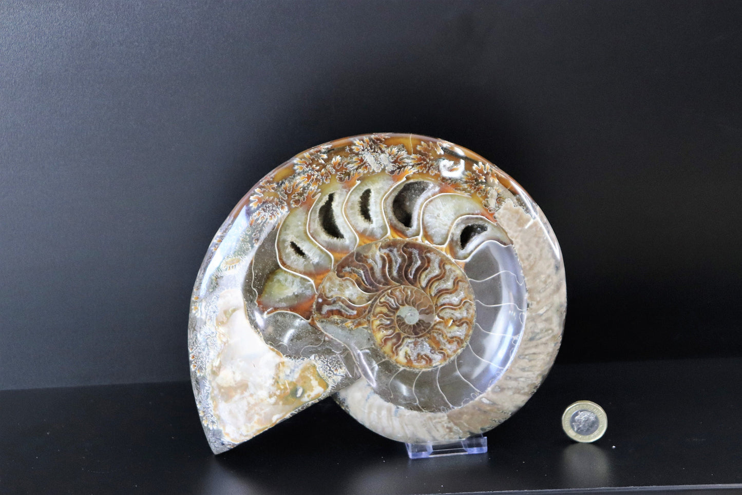 18) Large Ammonite Fossil Cleoniceras Deep Polished