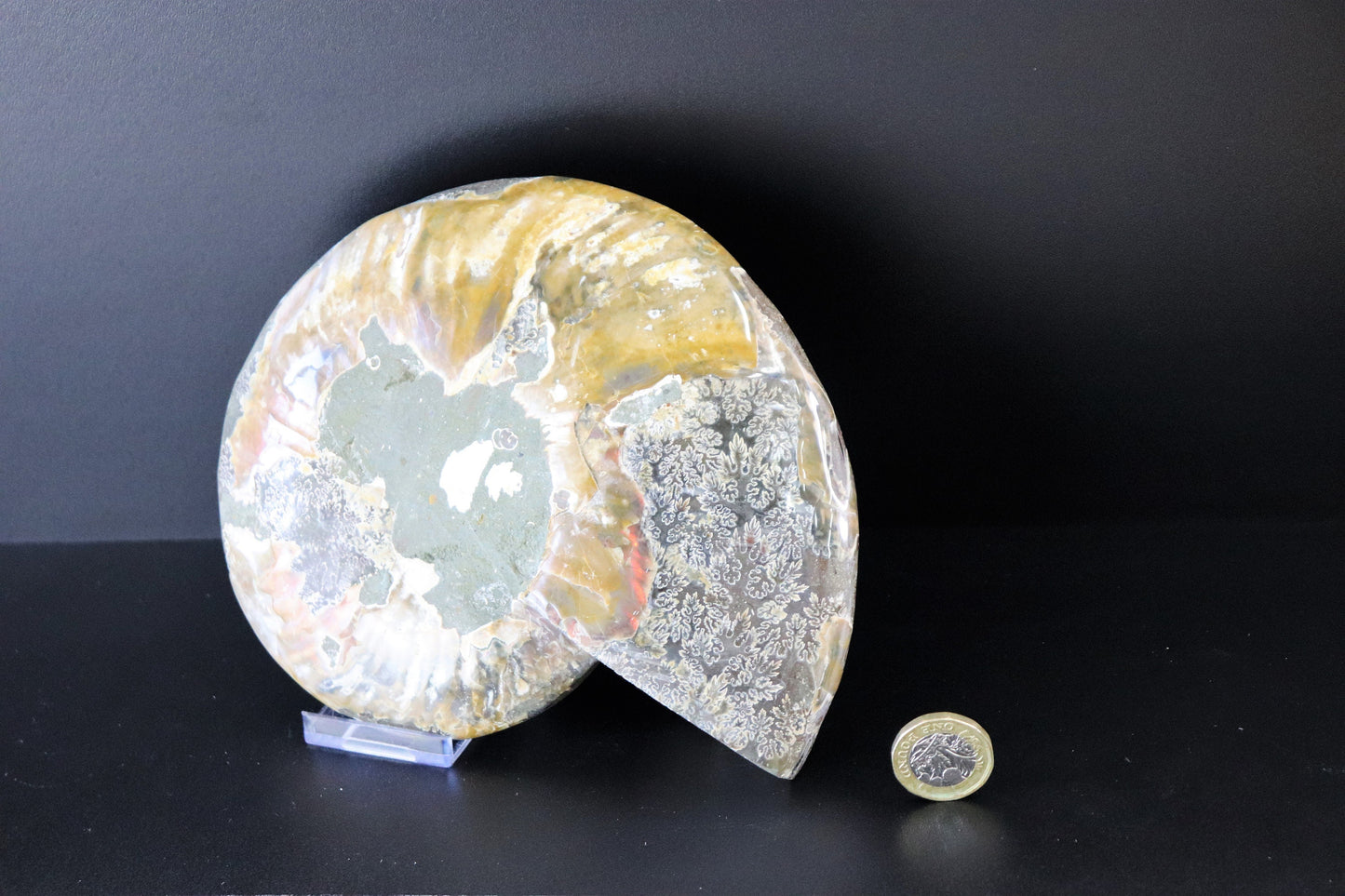 17) Large Ammonite Fossil Cleoniceras Deep Polished