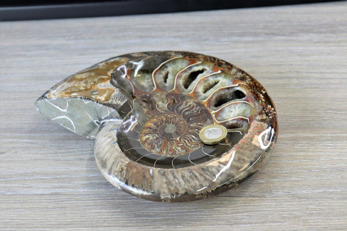 18) Large Ammonite Fossil Cleoniceras Deep Polished