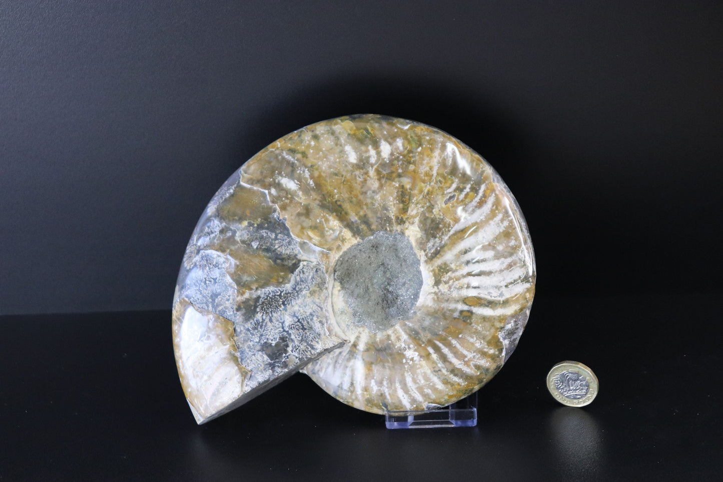 15) Large Ammonite Fossil Cleoniceras Deep Polished