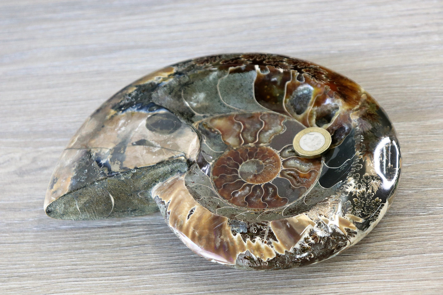 16) Large Ammonite Fossil Cleoniceras Deep Polished