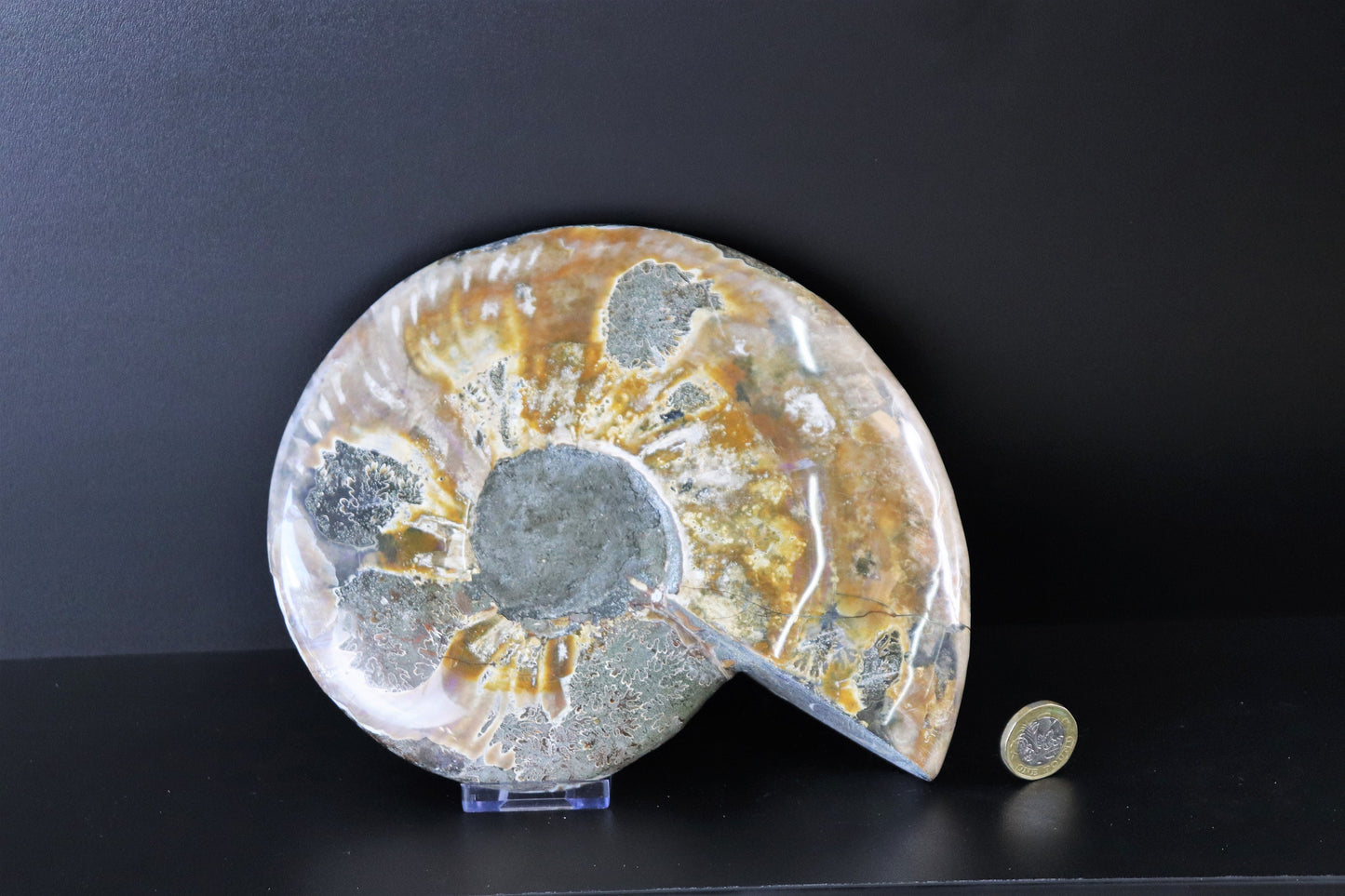 16) Large Ammonite Fossil Cleoniceras Deep Polished