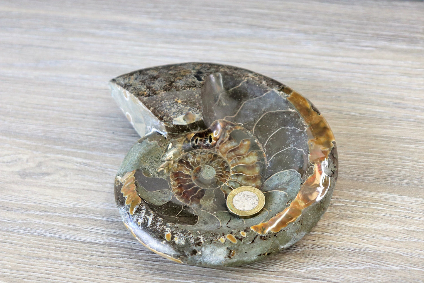 17) Large Ammonite Fossil Cleoniceras Deep Polished