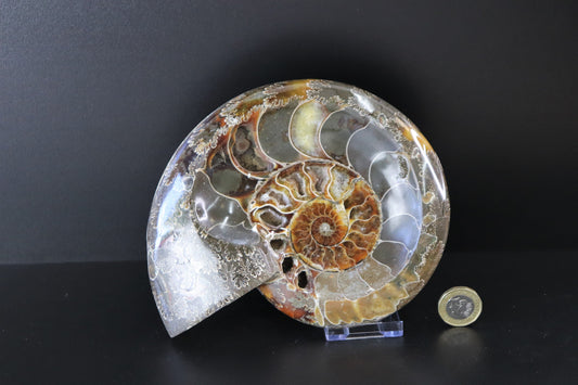 14) Large Ammonite Fossil Cleoniceras Deep Polished