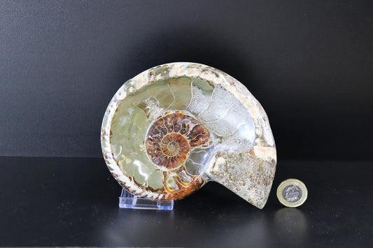 13) Large Ammonite Fossil Cleoniceras Deep Polished