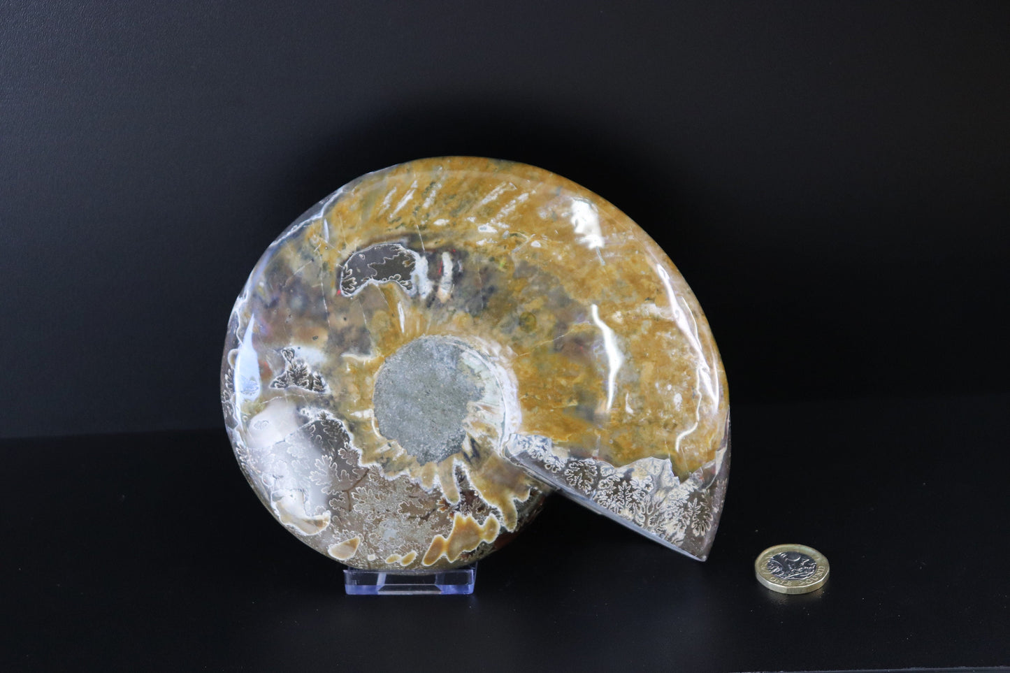 14) Large Ammonite Fossil Cleoniceras Deep Polished