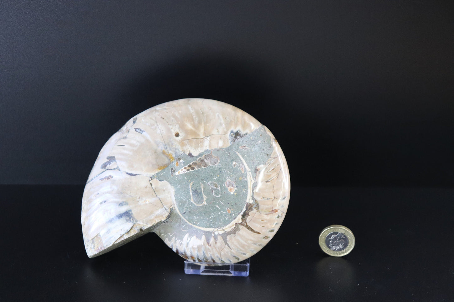 13) Large Ammonite Fossil Cleoniceras Deep Polished