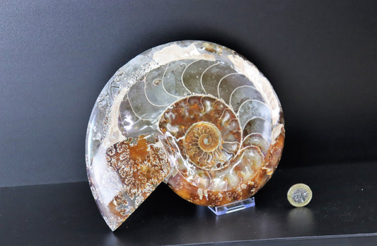 12) Large Ammonite Fossil Cleoniceras Deep Polished