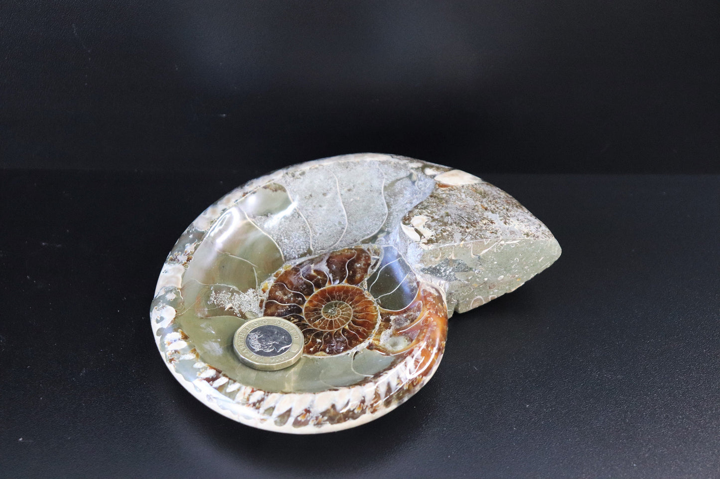 13) Large Ammonite Fossil Cleoniceras Deep Polished