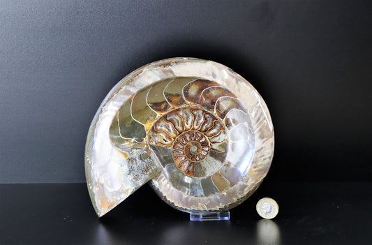 7) Large Ammonite Fossil Cleoniceras Deep Polished