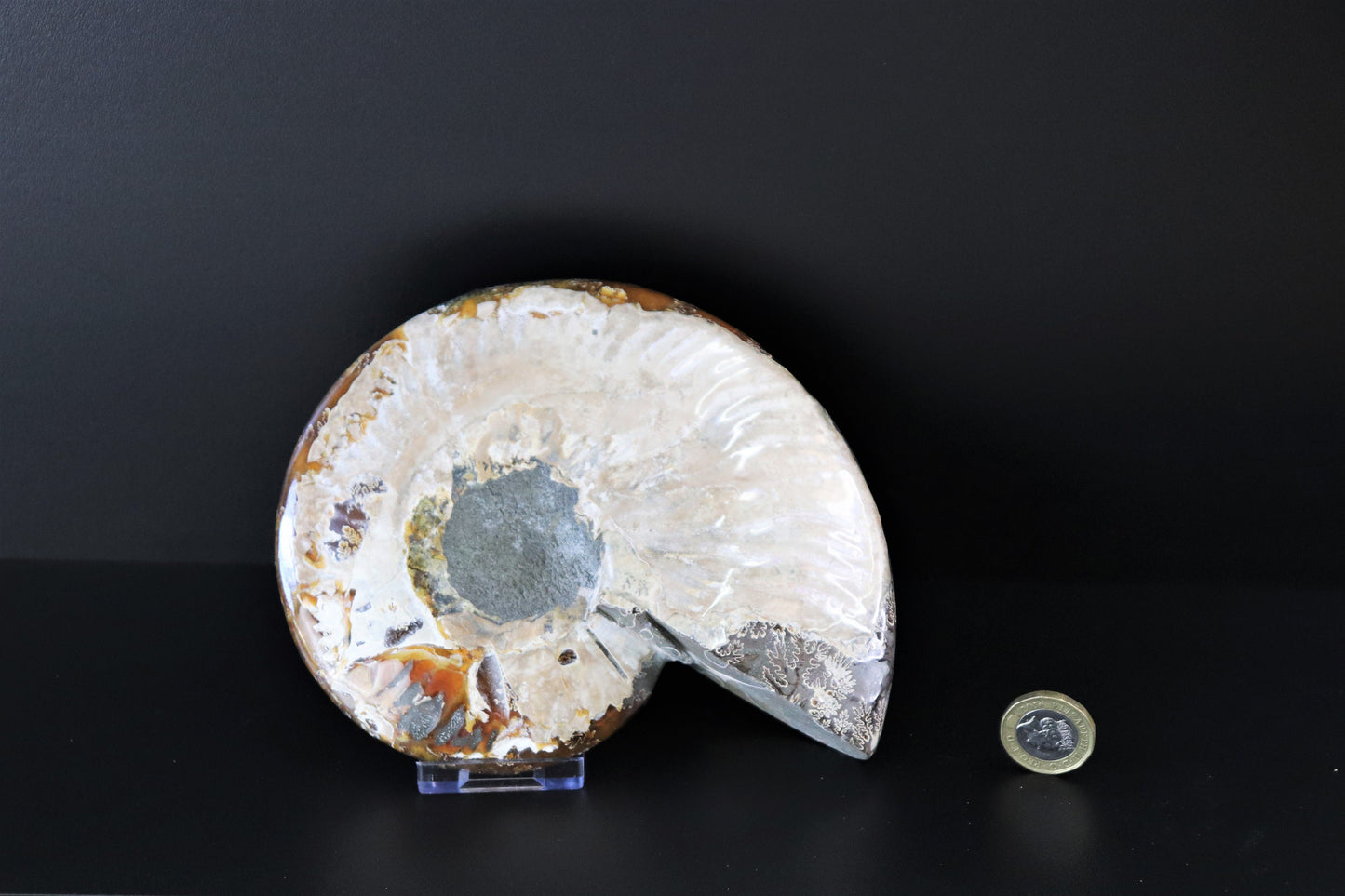 5) Ammonite Fossil Cleoniceras Deep Polished