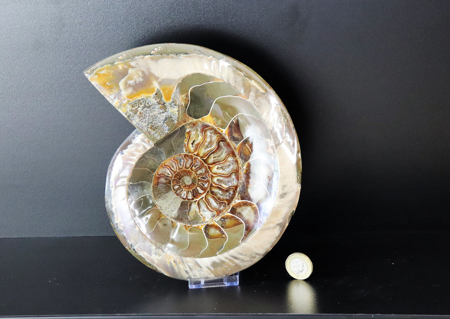 7) Large Ammonite Fossil Cleoniceras Deep Polished
