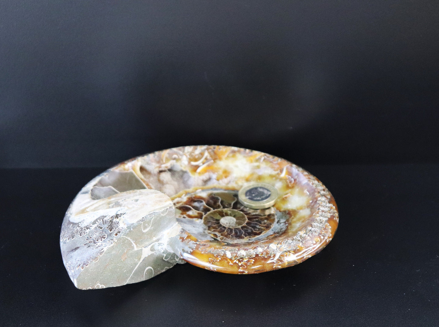 5) Ammonite Fossil Cleoniceras Deep Polished