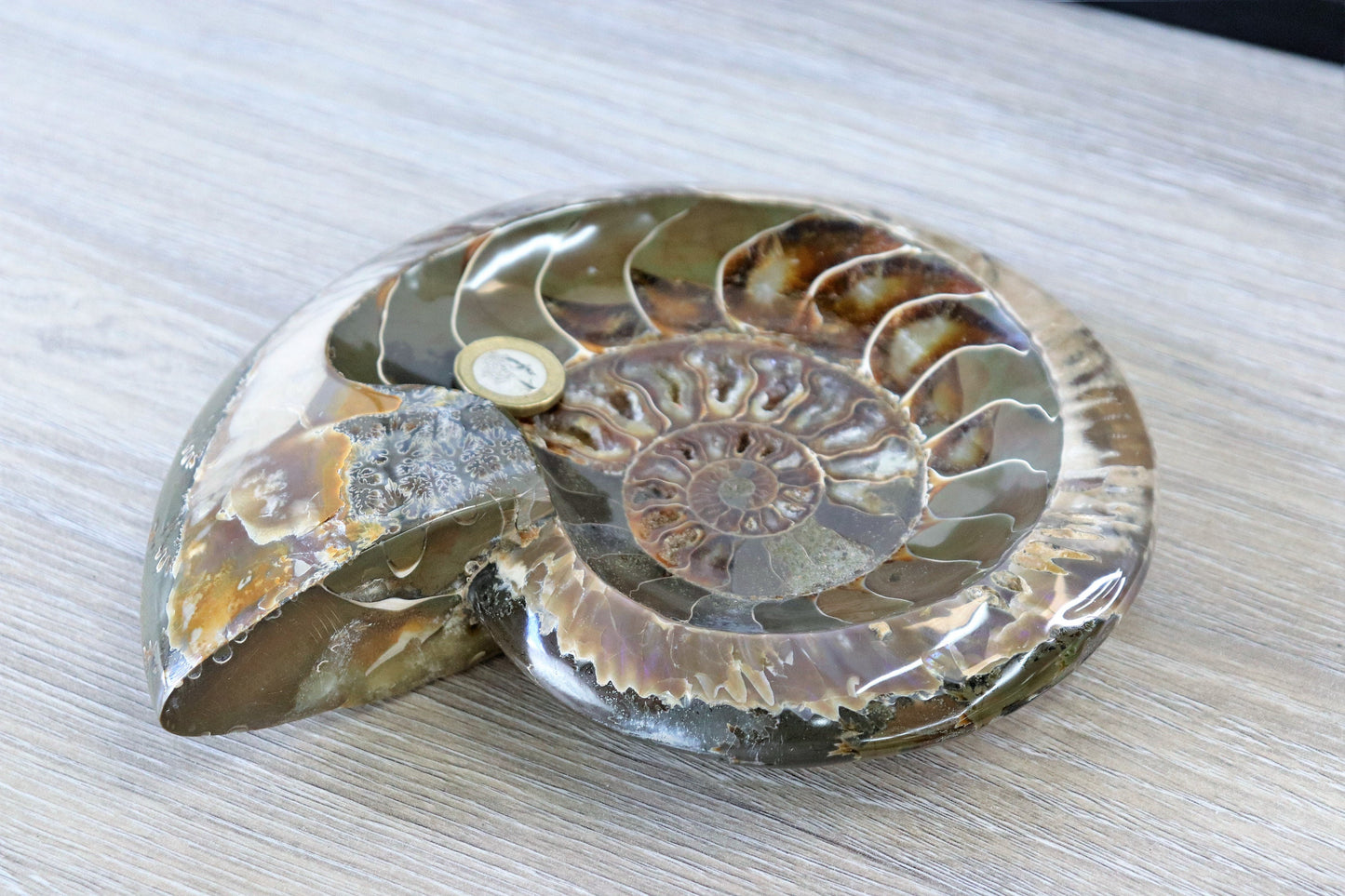 7) Large Ammonite Fossil Cleoniceras Deep Polished