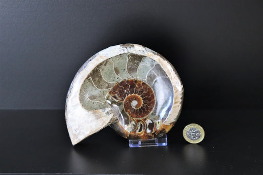 4) Ammonite Fossil Cleoniceras Deep Polished