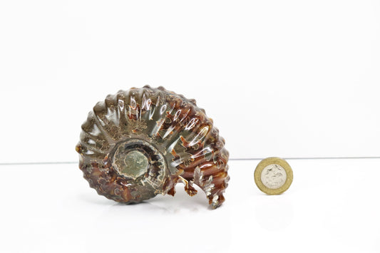 3) Ammonite Fossil Duvilliceras