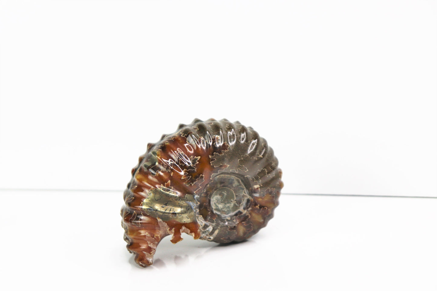 3) Ammonite Fossil Duvilliceras