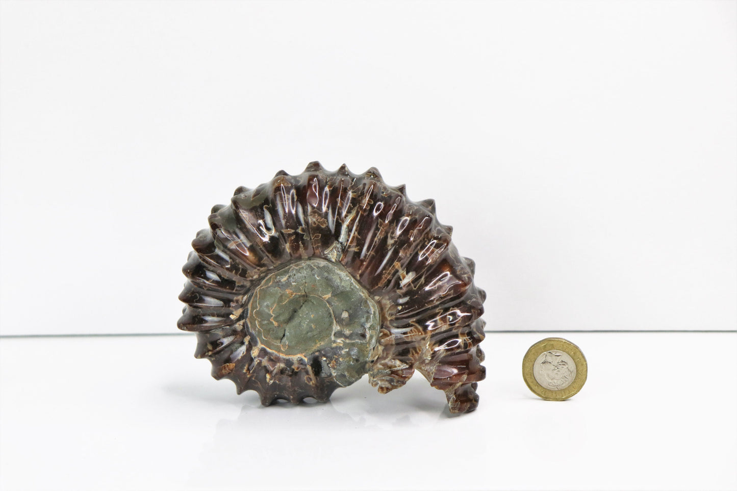 Large Ammonite Fossil Duvilliceras