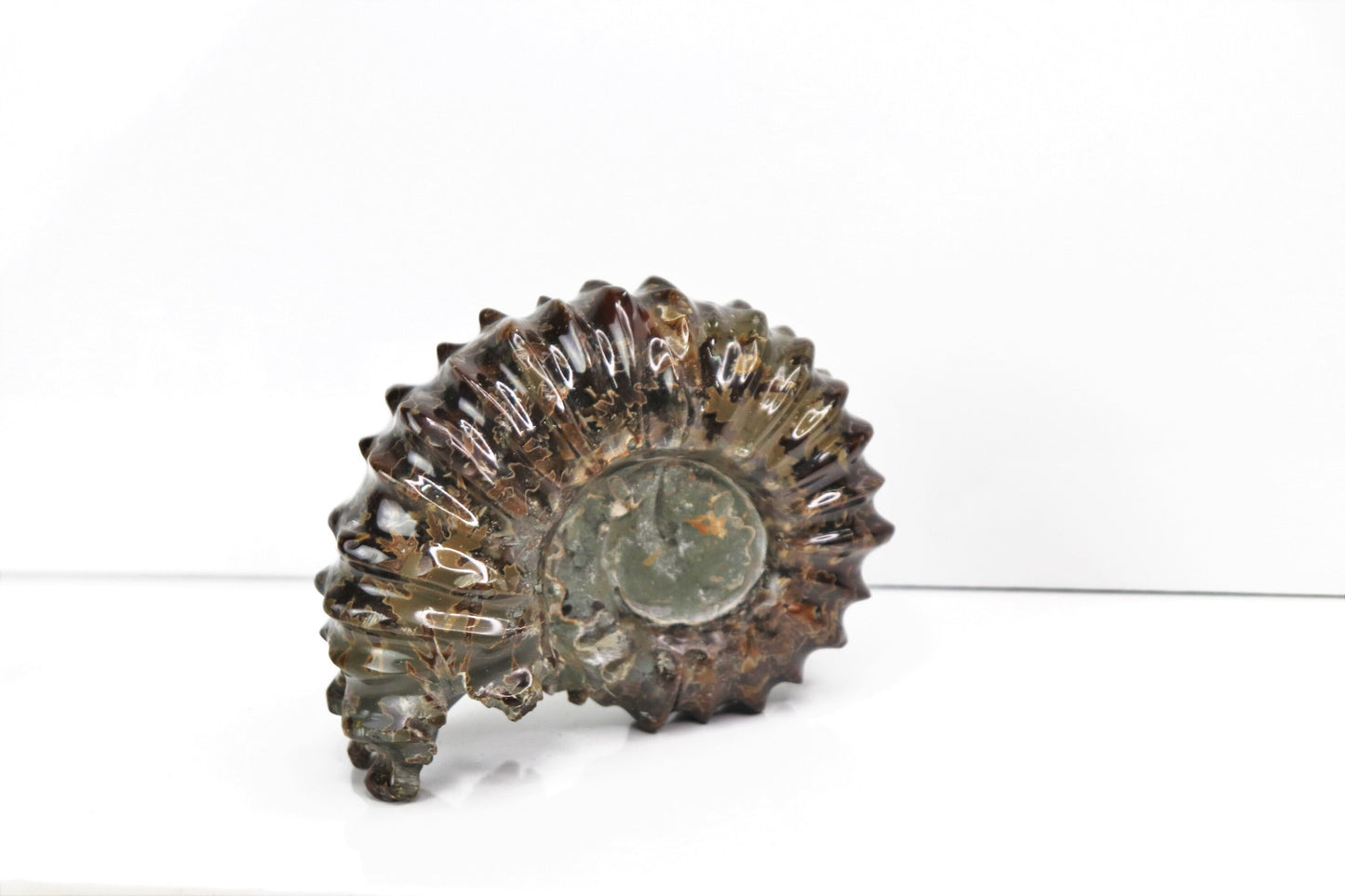 1) Large Ammonite Fossil Duvilliceras