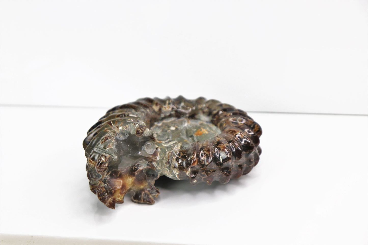 1) Large Ammonite Fossil Duvilliceras