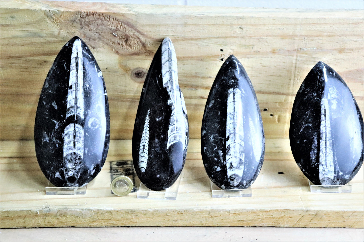 Large Orthoceras Fossil Display Piece + Free Stand