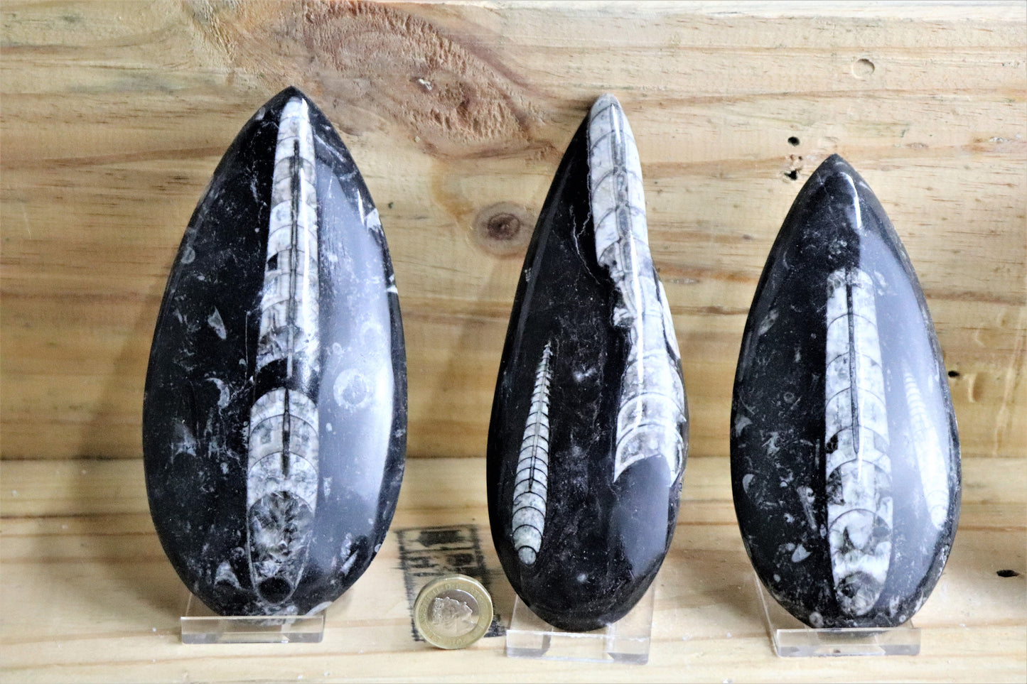 Large Orthoceras Fossil Display Piece + Free Stand